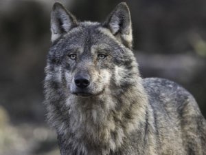 loup_DE